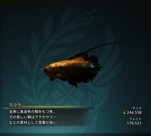 黄金魚　金冠