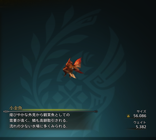 小金魚 金冠