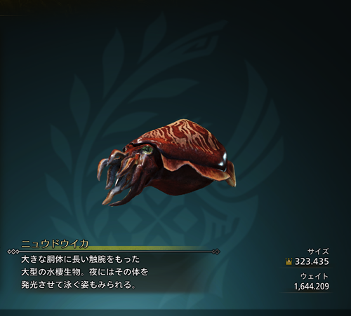 ニュウドウイカ 金冠