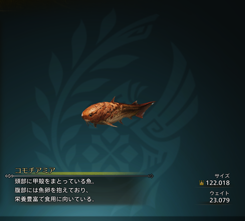コモチアミア 金冠