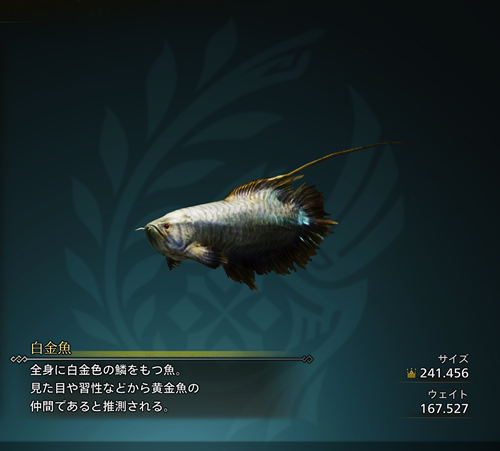 白金魚 金冠