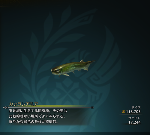カンランアミア 金冠